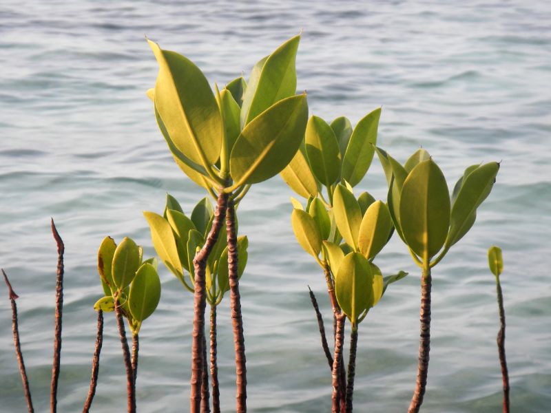 Mission for Mangroves Tour Officially Launched